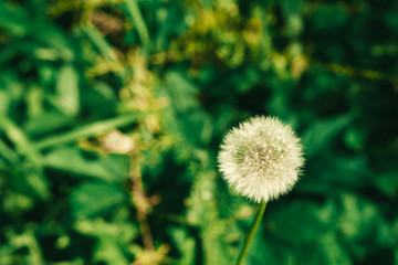dandelion growing in the green grass in the summer