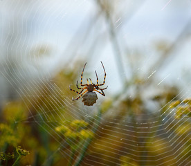 Argiope lobata, large spider walking and repairing the magnificent cobweb