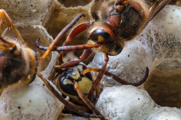 hornets in the nest