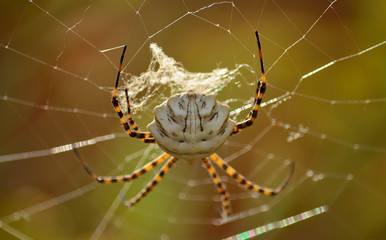 Argiope lobata in foreground, large spider waiting patiently on the cobweb