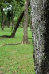 Obraz premium trees row in the park