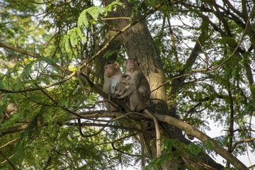 A family of monkeys sitting on a tree in the forest of Sanjay Gandhi National Park