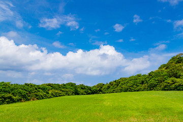 沖縄石垣島　草原のある風景