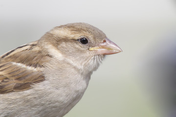 A detailed portrait of a female House sparrow (Passer domesticus) in a soft sunlight