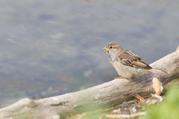 A female House sparrow (Passer domesticus) perched on a branch to drink some water out of the river- In a city park in Berlin.