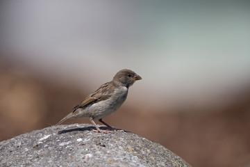 A female House sparrow (Passer domesticus) perched on a rock in the Copenhagen Zoo.