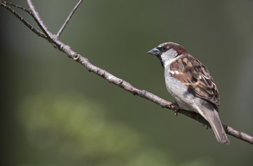 A male House sparrow (Passer domesticus) perched on tree branch. Behind the bird a beautiful green background.