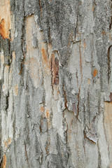 Tree bark texture pattern background