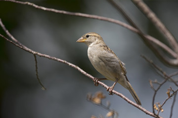 A female House sparrow (Passer domesticus) perched on a tree branch. Behind the bird a beautiful dark blue background.