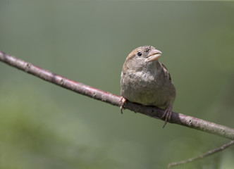 A female House sparrow (Passer domesticus) perched on a tree branch. Behind the bird a beautiful green background.