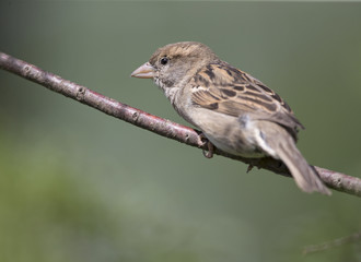 A female House sparrow (Passer domesticus) perched on a tree branch. Behind the bird a beautiful green background.