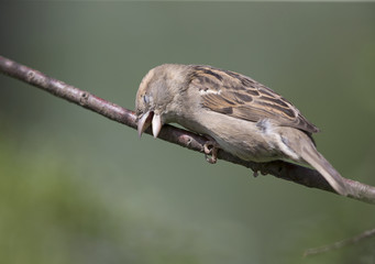 A female House sparrow (Passer domesticus) perched and preening on a tree branch. Behind the bird a beautiful green background.