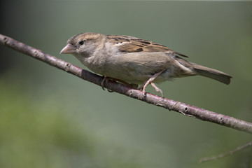 A female House sparrow (Passer domesticus) perched on a tree branch. Behind the bird a beautiful green background.