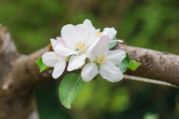Pommier en fleur
