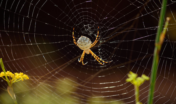Large spider hanging in the middle of the cobweb, Argiope lobata 