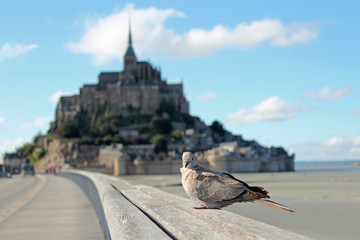 Vogel auf der Brücke zum Mont-Saint-Michel