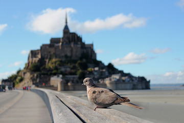Vogel auf der Brücke zum Mont-Saint-Michel