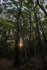 Fototapeta premium Sataplia nature reserve near Kutaisi, Georgia