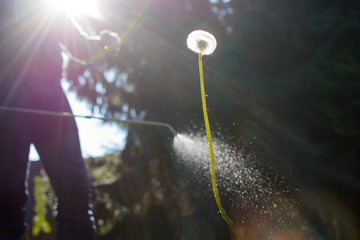 Spraying weeds in the garden