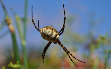 Large spider in foreground with blue background, Argiope lobata