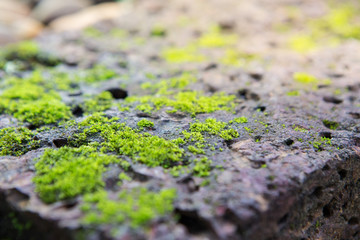 Lichen, moss on the stone