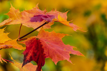 autumn maple leaves as background