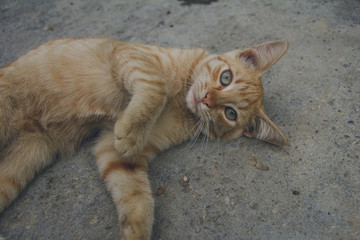 Gato tumbado
