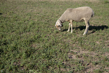Fototapeta premium Oveja comiendo
