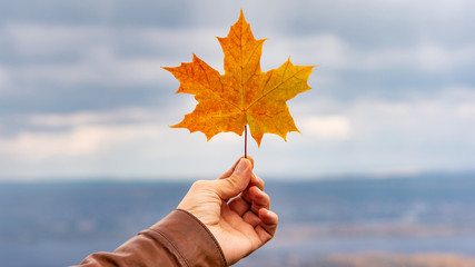 yellow maple leaf in hand