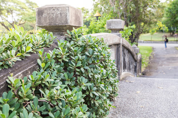 Creepers on the old concrete bridge
