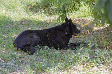 Perro negro descansando bajo un árbol