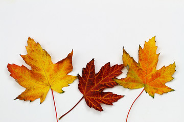 Three colorful autumn leaves on white background with copy space

