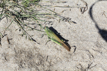 Big green grasshopper