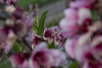 Flores del melocotonero en primavera