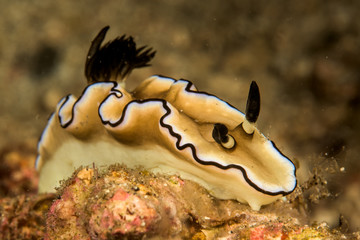 doris nudibranch sea slug