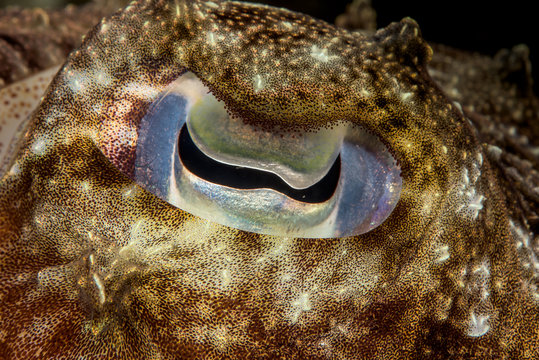 Broadclub Cuttlefish Eye