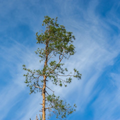 One tall pine against the blue sky.