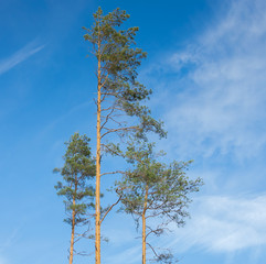 Three tall pines against the blue sky.