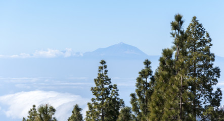 Canary Island pine forest, Pinus canariensis, in Nublo Rural Park, Gran Canaria Island, Spain. In the background it can be seen the Mount Teide, a volcano on the island of Tenerife