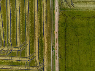 Aerial view of green fields strewn with rice, creating a texture for a background