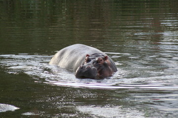 Fototapeta premium hippo