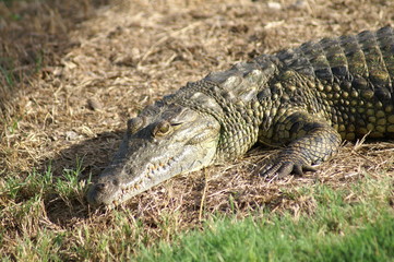 alligator