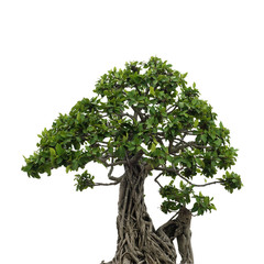 isolated single bonsai tree