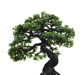 isolated single bonsai tree