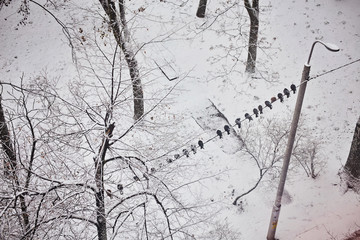 Pigeons on the fence on a winter