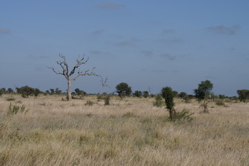 Obraz premium landscape