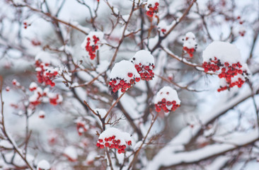 Red bunches of rowan covered with the snow