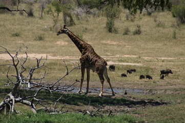 giraffe