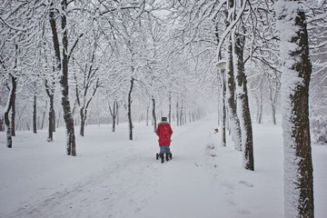 Snow-covered trees on a city boulevard and walk people at winter