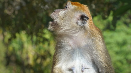 Macaque Monkey